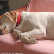 Photo de Labrador retriever