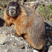 Photo de Marmotte