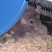 Photo de Chinchilla