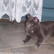 Photo de Chartreux