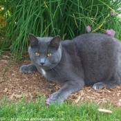 Photo de Chartreux