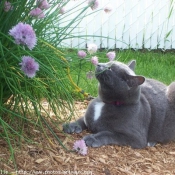 Photo de Chartreux