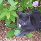 Photo de Chartreux