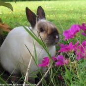 Photo de Lapin