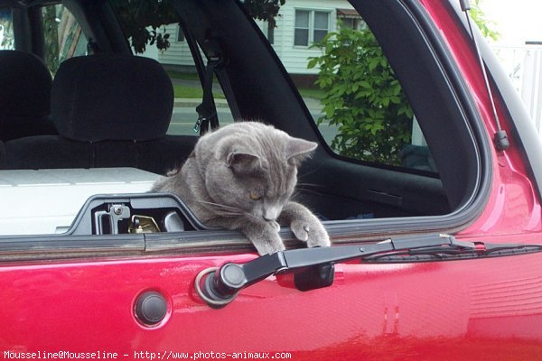 Photo de Chartreux