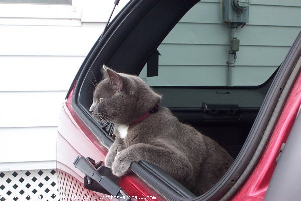 Photo de Chartreux