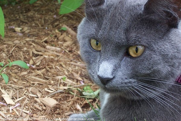 Photo de Chartreux