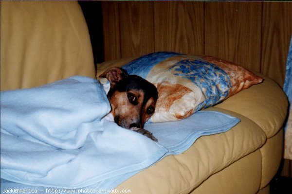 Photo de Jack russell terrier