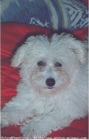 Photo de Bichon  poil fris