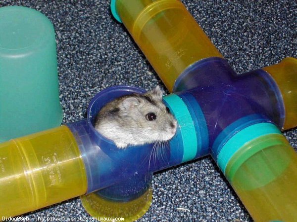 Photo de Hamster