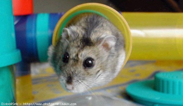 Photo de Hamster