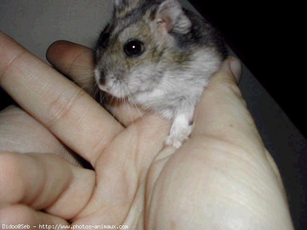 Photo de Hamster