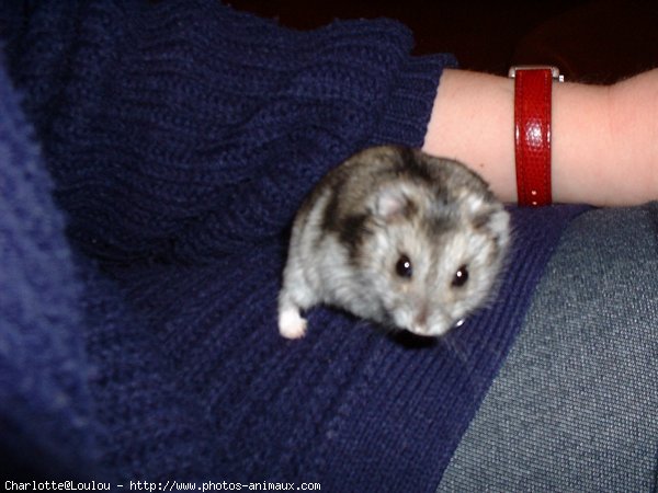 Photo de Hamster