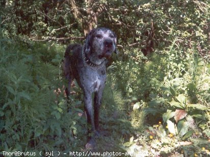 Photo de Dogue allemand