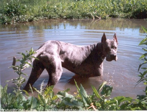 Photo de Dogue allemand