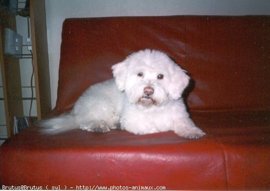 Photo de Bichon  poil fris