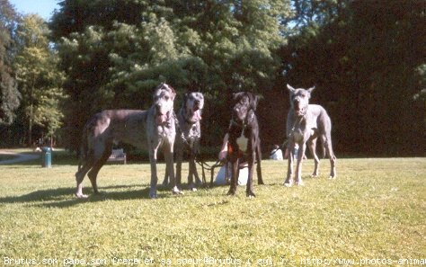 Photo de Dogue allemand