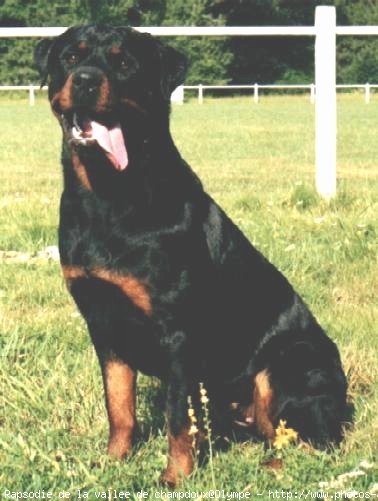 Photo de Rottweiler