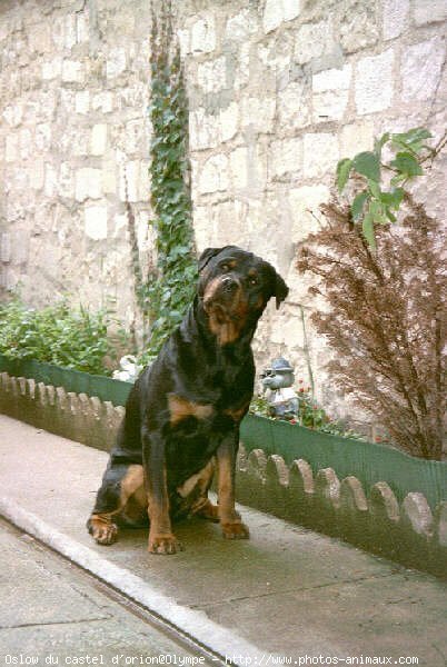 Photo de Rottweiler