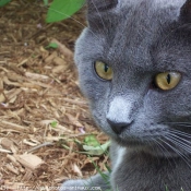 Photo de Chartreux