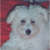 Photo de Bichon  poil fris