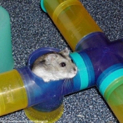 Photo de Hamster