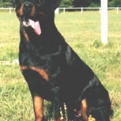 Photo de Rottweiler