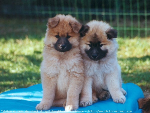 Photo d'Eurasier