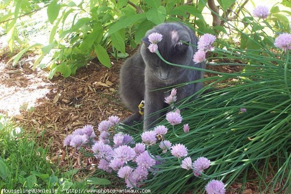 Photo de Chartreux