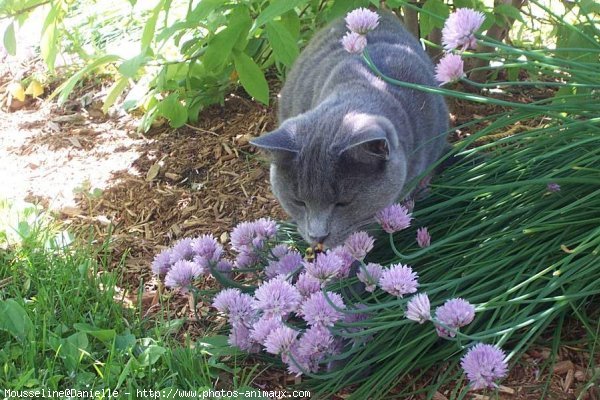 Photo de Chartreux