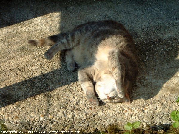 Photo de Chat domestique