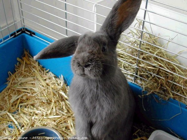 Photo de Lapin