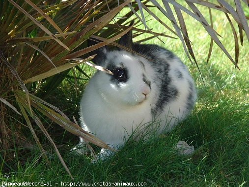 Photo de Lapin