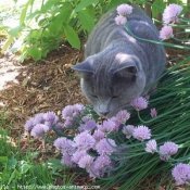 Photo de Chartreux