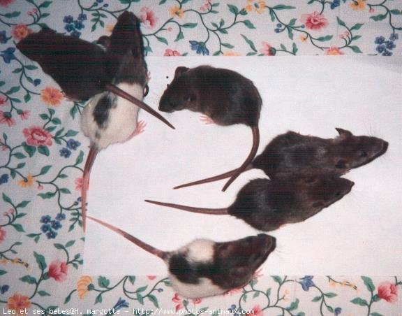 Photo de Rat