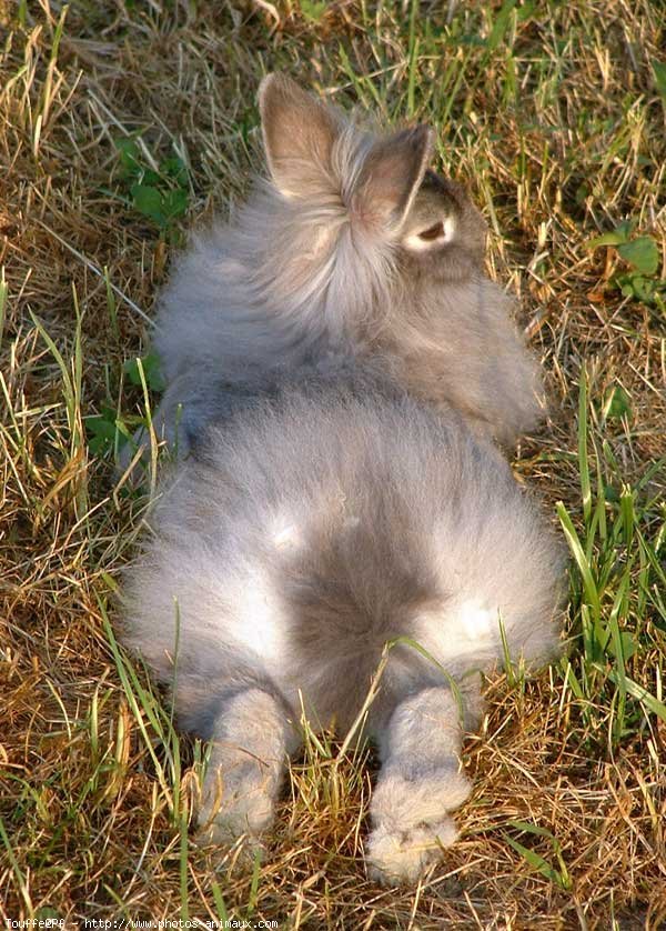 Photo de Lapin