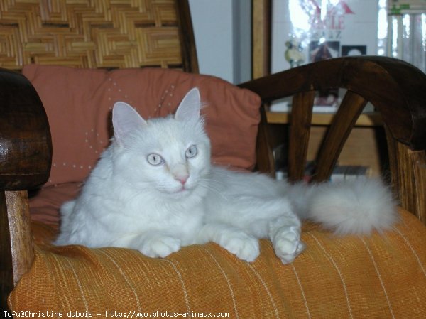 Photo d'Angora turc