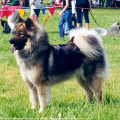 Photo d'Eurasier