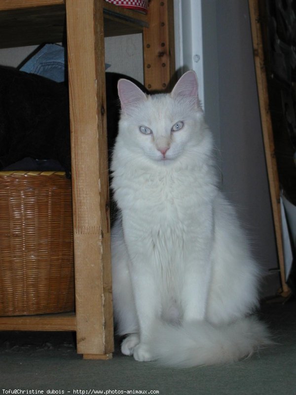 Photo d'Angora turc