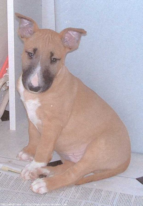 Photo de Bull terrier miniature