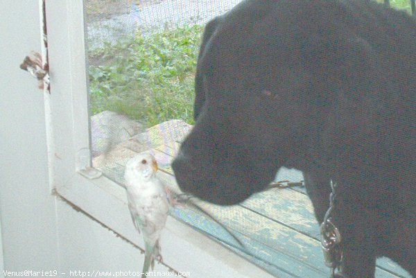 Photo de Labrador retriever