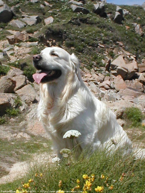 Photo de Golden retriever