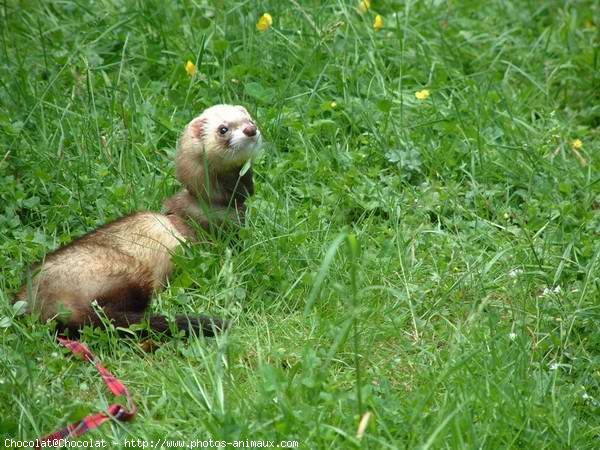 Photo de Furet