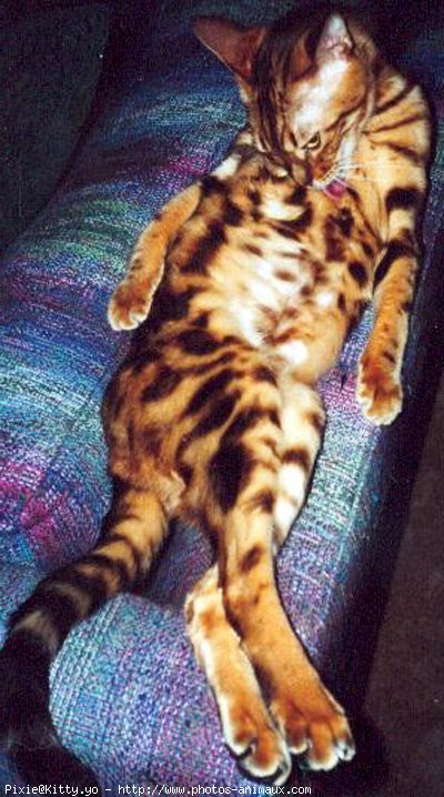 Photo de Bengal