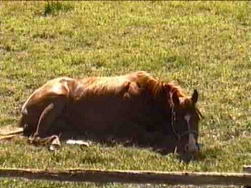 Photo de Quarter horse