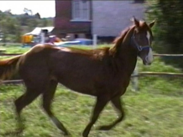 Photo de Quarter horse