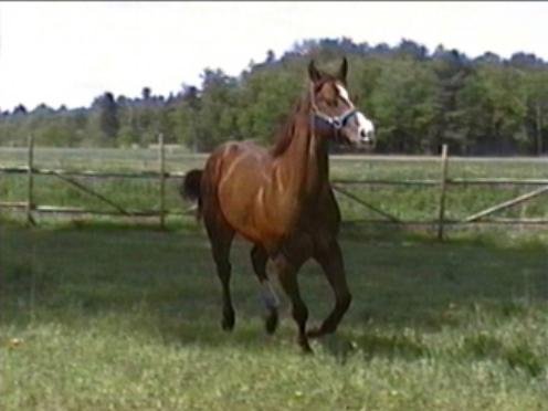 Photo de Quarter horse