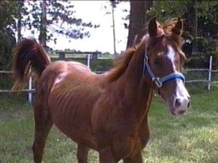 Photo de Quarter horse