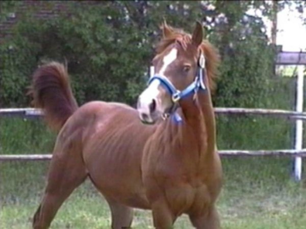 Photo de Quarter horse