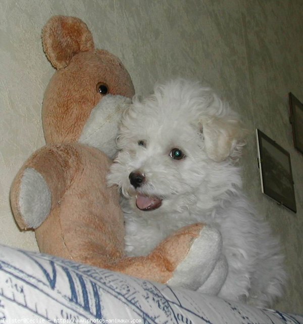 Photo de Coton de tulear